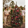 Christmas Limited Edition Circa White Fig & Cedar Tree Scent Stems 2025